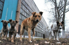 В областном центре растет количество бродячих собак