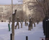 Павлодарцы возмущены и обеспокоены видом деревьев на территории одной из школ
