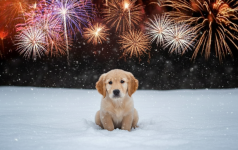 Зооволонтеры рассказали павлодарцам, как помочь животным, потерявшимся во время салютов