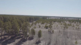 Полный запрет на посещение леса ввели в Павлодарской области