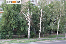 Биолог Татьяна Пономарева призвала избавить Павлодар от сухих деревьев