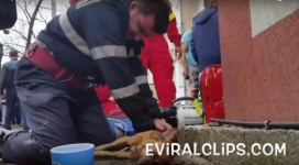 Румынский пожарный, ожививший собаку, стал героем Facebook