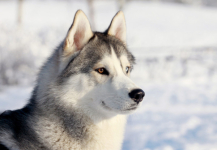 Хозяину собаки в Павлодаре грозит наказание за нарушение правил выгула животного