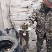 Павлодарские лесники отвезли в пойму спасенную от стаи псов енотовидную собаку