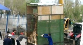 Скандальное видео с жирафом прокомментировал владелец мини-зоопарка в Актобе