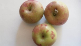 Партию зараженных вредителем яблок выявили в Павлодарской области