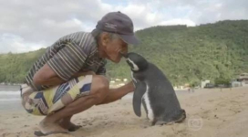Пингвин ежегодно проплывает 8 тыс. км ради встречи со спасшим его человеком (фото)