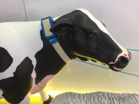 В Павлодарской области появились "умные" коровы