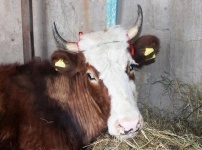Менеджеры АО "ЕЭК" подарили корову многодетной матери-одиночке