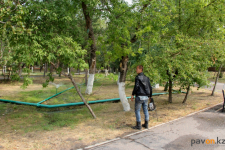 В павлодарском отделе ЖКХ попросили горожан ответственно относиться к деревьям