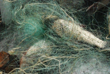 На пойме реки Иртыш инспекторы изъяли 1,2 км запрещенных рыболовных сетей