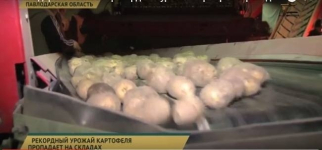 В Павлодарской области рекордный урожай картофеля пропадает на складах