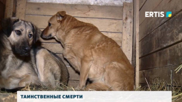 Пятеро питомцев павлодарского приюта для бездомных животных умерли за месяц