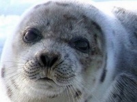Из-за добычи нефти на Каспии ослепли тюлени