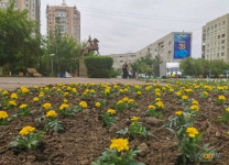 В этом году на 30 миллионов тенге увеличилась сумма, выделяемая на устройство и уход за клумбами в Павлодаре