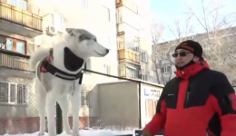 Площадок для выгула собак не хватает в Павлодаре