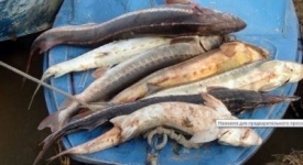 Рыбинспектор попался на браконьерстве в Атырауской области