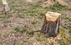Павлодарская область находится в антилидерах по вырубкам деревьев