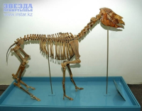 Скелет трехпалой лошади гиппариона, не будет передан столичному музею