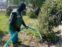 В павлодарском акимате рассказали, как в городе ухаживают за молодыми деревьями