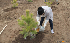 Пять тысяч молодых деревьев высадили с начала года в Павлодаре