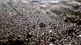 Возможные причины массовой гибели рыбы назвали в Павлодарской области
