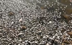 Усыпанный мертвой рыбой берег водоема сняли на видео недалеко от Павлодара