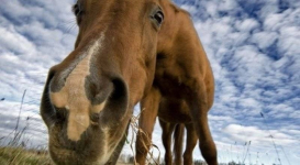 Скотокрады делали селфи на угнанных лошадях под Алматы
