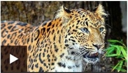 В индийской школе леопард ранил шесть человек