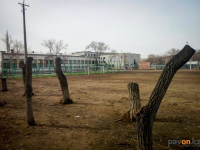В школах Павлодара срубают аварийные деревья&nbsp;