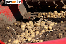 Из-за дождей темпы уборочных работ в Павлодарской области замедлились