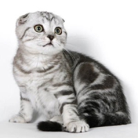 Scottish Fold