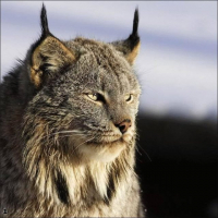 SLYNX