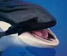 Whale