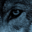 Big_Bad_Wolf