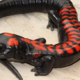 Salamander